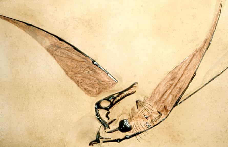 Fossile di uno pterodattilo giurassico.