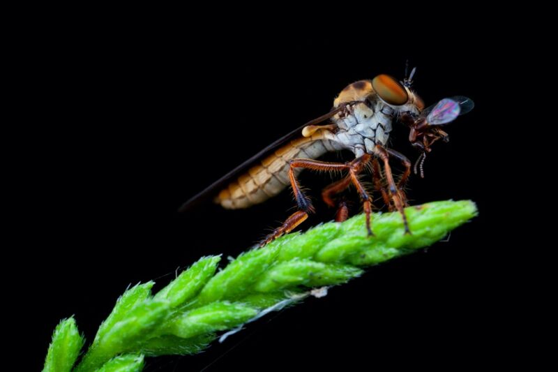 ذبابة لص مفترسة مصغرة (<em></noscript> Fascia olocefala </ em>) si nutre di uno scarabeo in cattività.  Un nuovo studio ha rivelato che la mosca si avvicina alla sua preda dal basso, puntando a un futuro punto di incontro con l’obiettivo.<figcaption class=